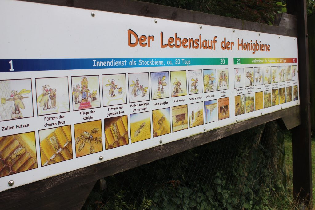 Hier dürfen die Kinder auch selbst mal ausprobieren. Mit der Imkerpfeife werden die Bienen beruhigt.